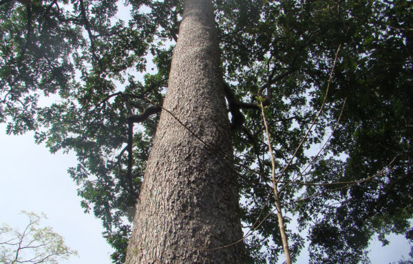 Bertholletia excelsa