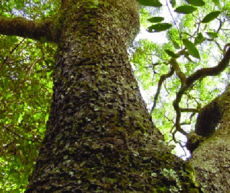 Copaifera langsdorffii
