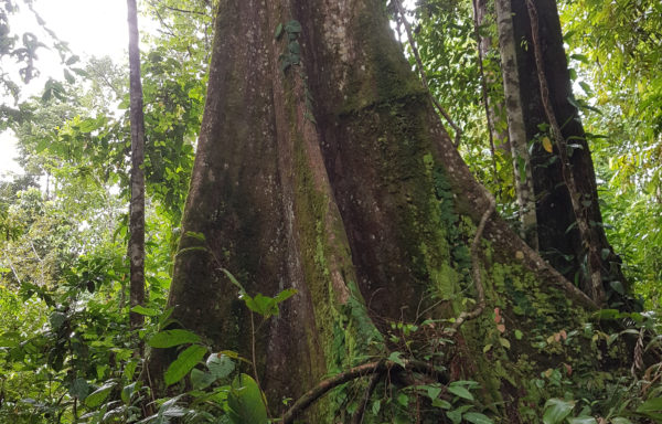 Couratari guianensis