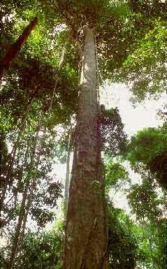 Euxylophora paraensis Huber
