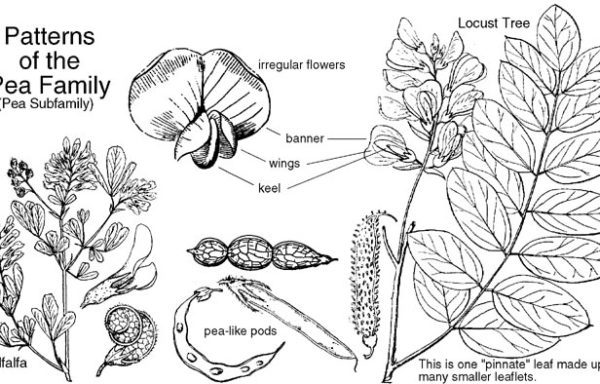 Fabaceae