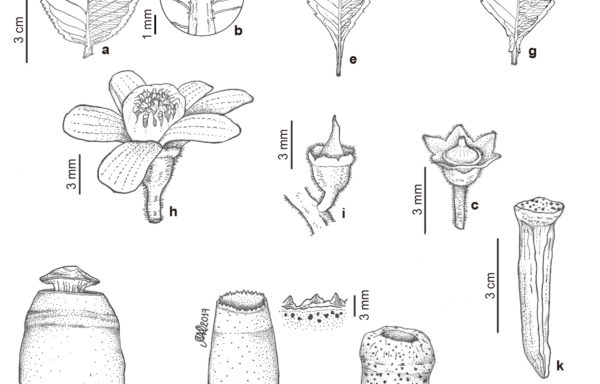 Lecythidaceae