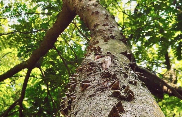 Paubrasilia echinata (Lam.)