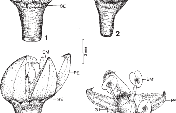 Rutaceae