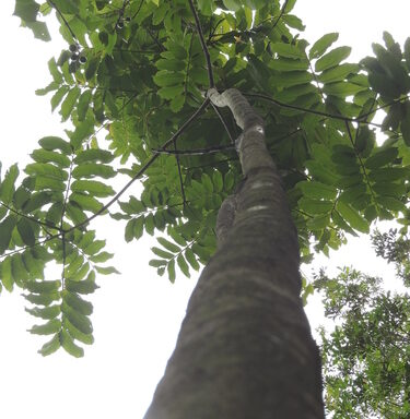 Dioteryx odorata